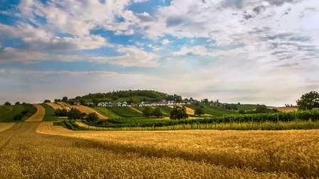 The Cellar Lanes of Lower Austria - Wine Culture and the Pleasures of Life