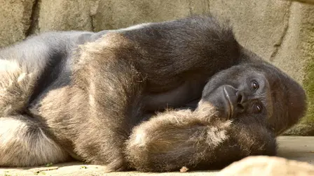 Harambe