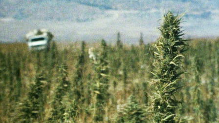 The Hashish Connection