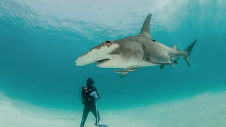 SharkCam Stakeout
