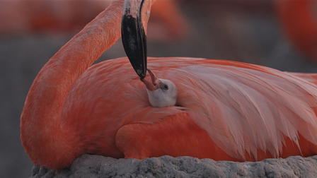Flamingos: A Vida Depois do Meteorito