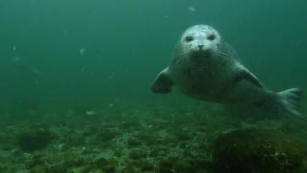 Home of the Seals: On Brittany's Wild Coast