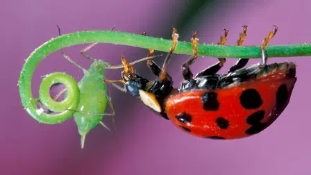 Insect Worlds
