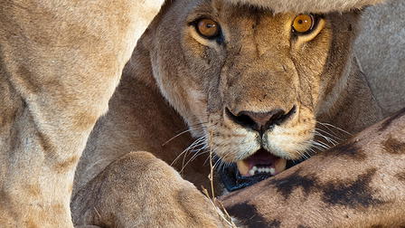 The Lions Rule