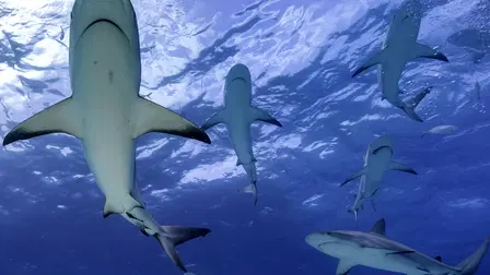 Day of the Shark
