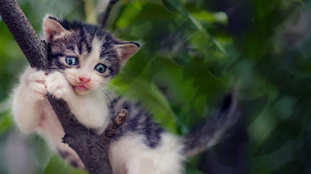 Treetop Cat Rescue