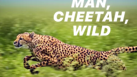Man, Cheetah, Wild