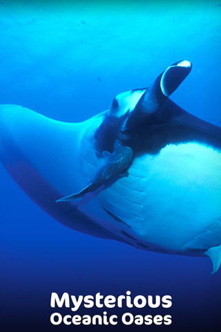 Mysterious Oceanic Oases