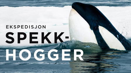 Ekspedisjon spekkhogger