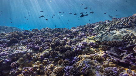 Super Reefs