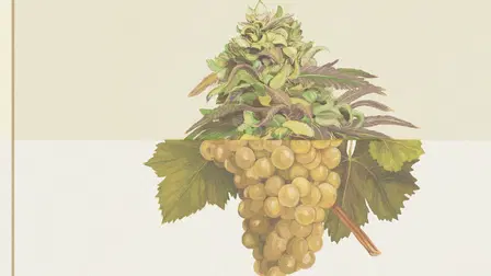 Weed & Wine