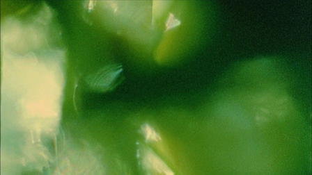 The Cat of the Worm's Green Realm