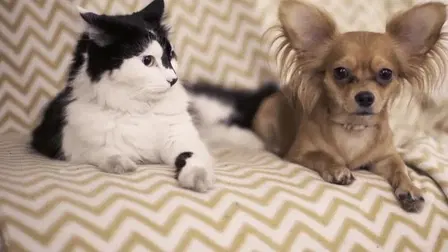 PAWsonel Preference