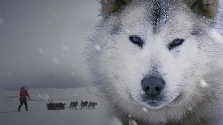 Ice Dogs: The Only Companions Worth Having
