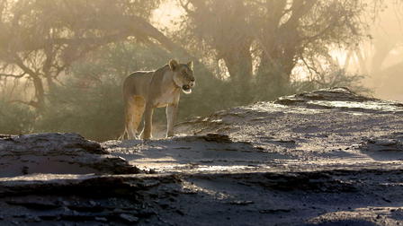 Massive Africa: Mala Mala