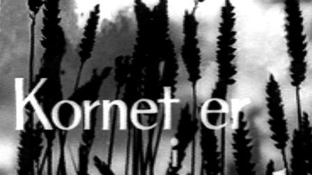 The Corn Is in Danger