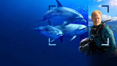 Au plus près des dauphins avec Bertie Gregory