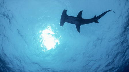 World of Oceans