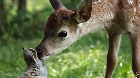 Bambi: Eine Lebensgeschichte aus dem Walde