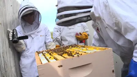 Bee People