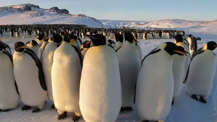 Pinguini: Una spia nel gruppo