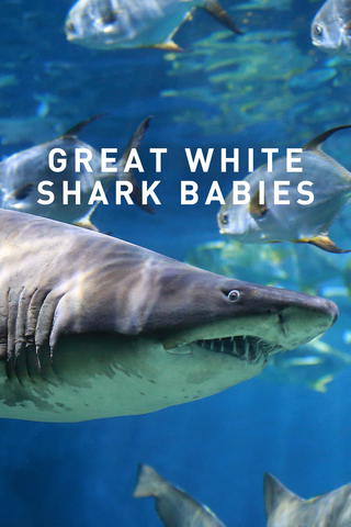 Great White Shark Babies
