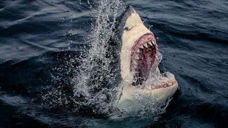 I Escaped Jaws