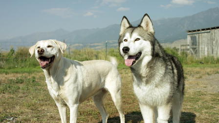 Timber the Treasure Dog