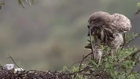 Wild Gibraltar