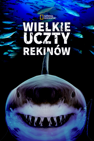 Wielkie uczty rekinów