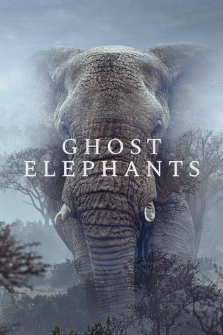 Ghost Elephants