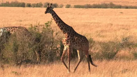 Wild Safari 3D: A South African Adventure