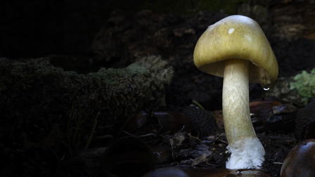 Revealed: Death Cap Murders
