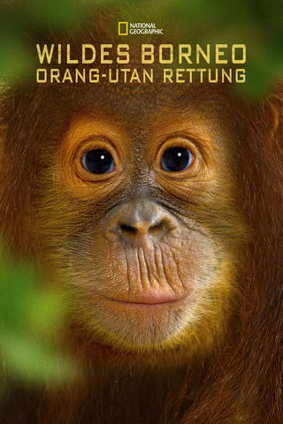 Wildes Borneo: Orang-Utan Rettung