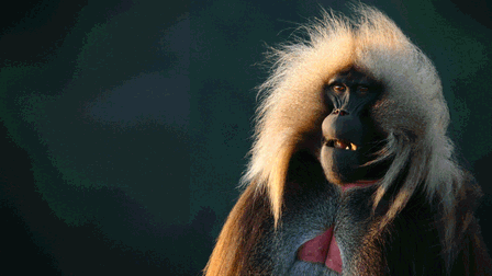 Great Rift: Africa's Wild Heart