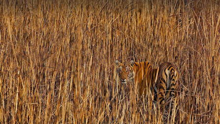 Vild, Smart och Livsfarlig