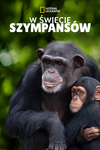 W świecie szympansów