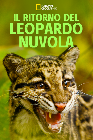 Il ritorno del leopardo nuvola