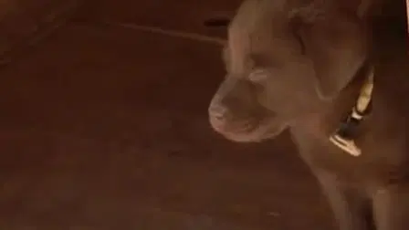 Puppy Party