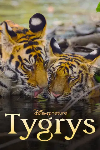 Tygrys