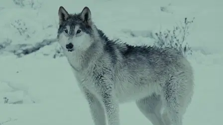 Wolf