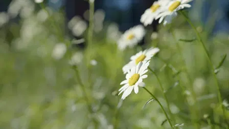 Daniel's Garden