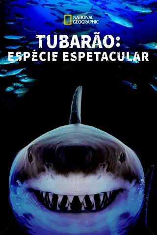 Tubarão: Espécie Espetacular