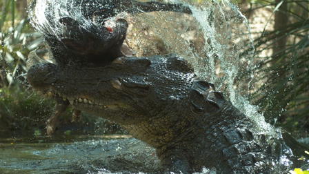 Crocodile - Australia's Greatest Survivor