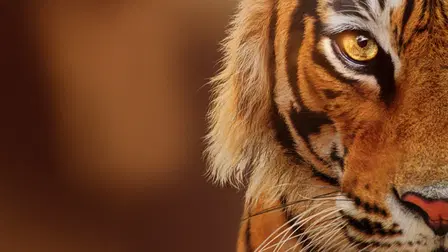 Tigers on the Rise