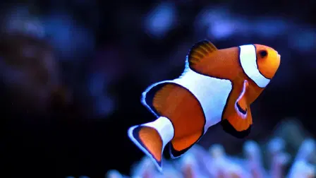 Children's Aquarium: Finding the Real Nemo&Dory