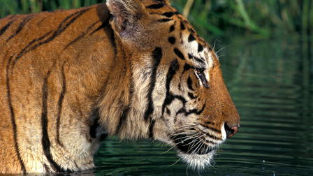 Tigress Blood