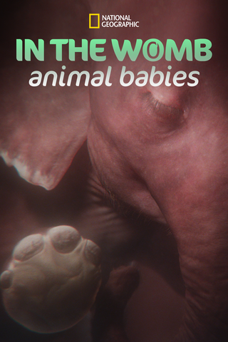 In The Womb: Animal Babies