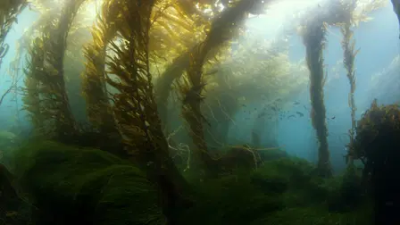 Temporadas del Mar