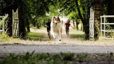 Lassie palaa kotiin